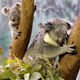 Image for article titled I'm Not Trying To Ruin Your Day, But Koalas Are Dying